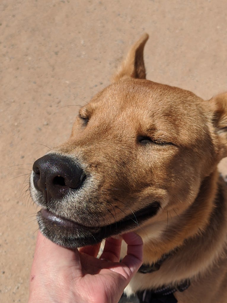 Nico, a Siberian Husky and Rottweiler mix tested with EmbarkVet.com