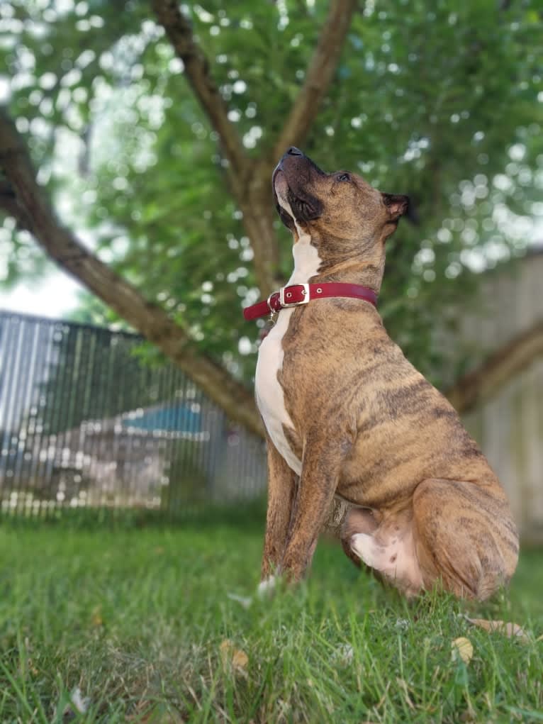 Rosco, an American Pit Bull Terrier tested with EmbarkVet.com