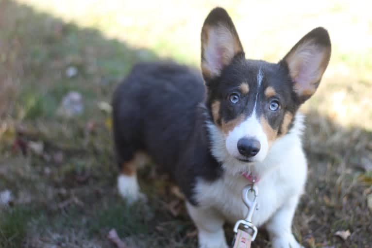 Butterball, a Pembroke Welsh Corgi tested with EmbarkVet.com