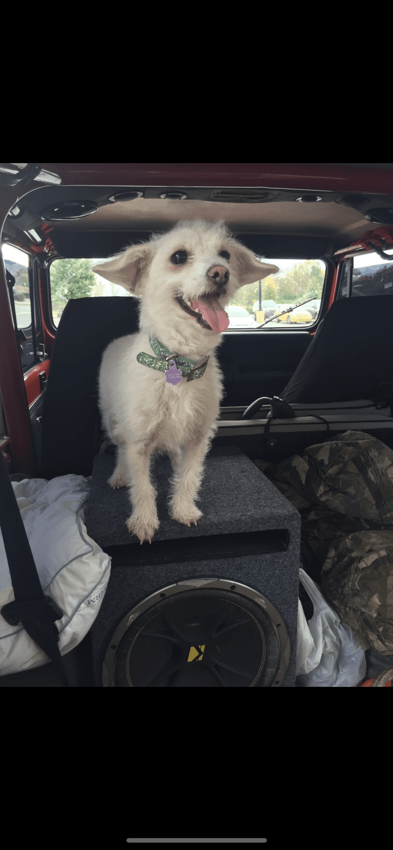 Bella, a Poodle (Small) and Chihuahua mix tested with EmbarkVet.com