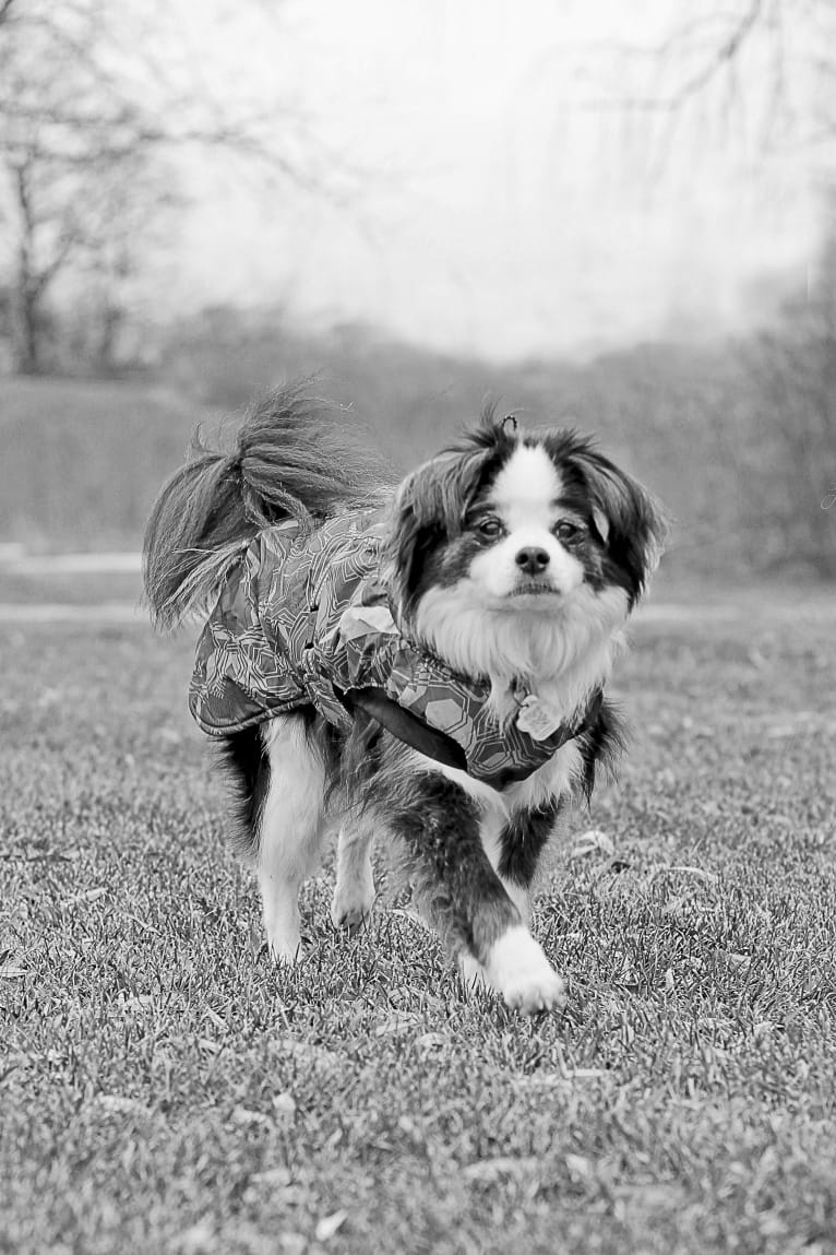 Bear, a Japanese Chin and Poodle (Small) mix tested with EmbarkVet.com