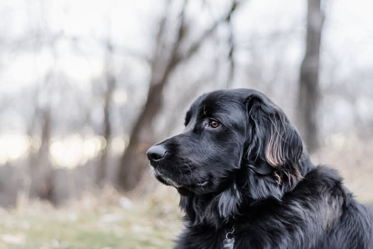 Conway, a Golden Retriever and Great Pyrenees mix tested with EmbarkVet.com