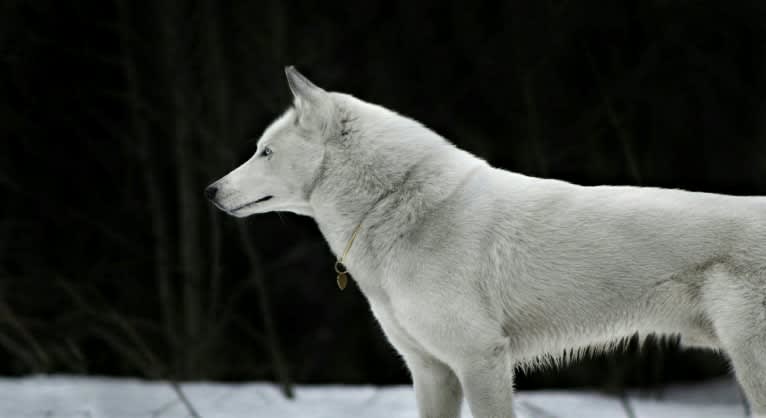 DEMON, a Gerberian Shepsky (5.0% unresolved) tested with EmbarkVet.com