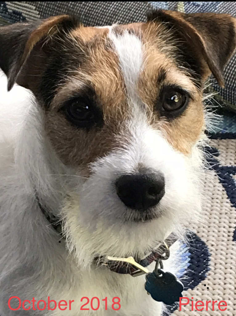 Pierre, a Russell-type Terrier tested with EmbarkVet.com