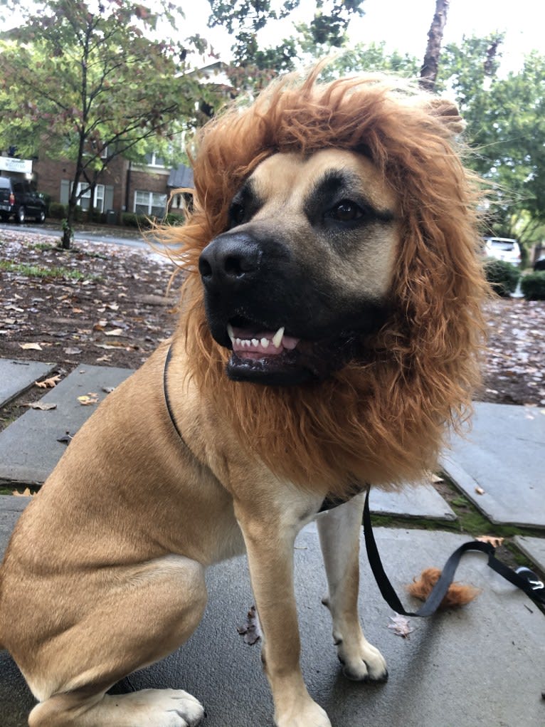 Baloo, a Cane Corso and Labrador Retriever mix tested with EmbarkVet.com