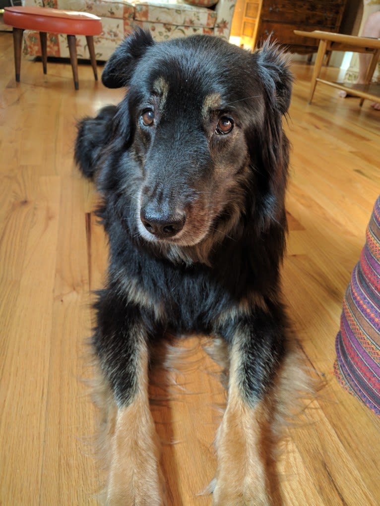 Cooper, a German Shepherd Dog and Golden Retriever mix tested with EmbarkVet.com