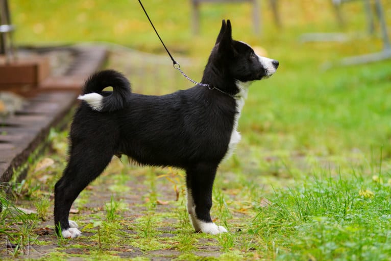 Pikki, a Karelian Bear Dog tested with EmbarkVet.com