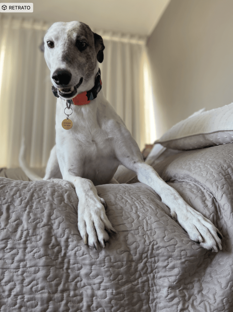 Kenzō, a Greyhound and American Village Dog mix tested with EmbarkVet.com