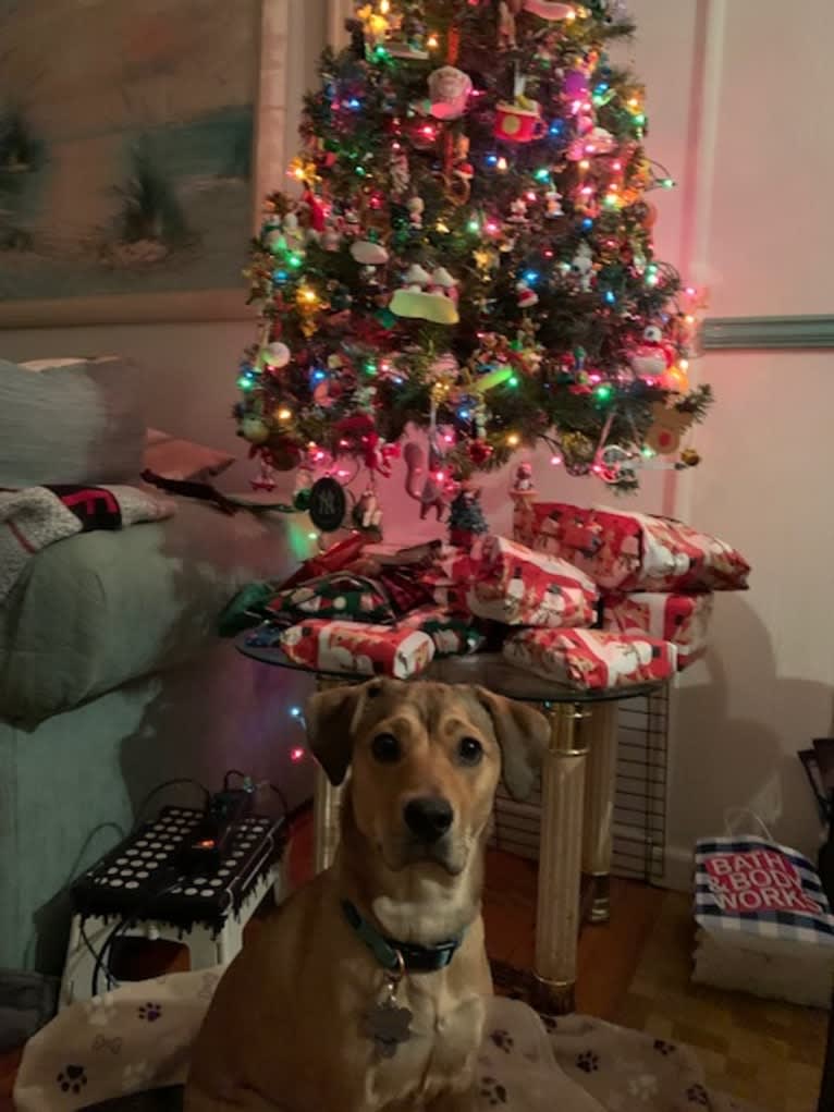 Pretzel, a Beagle and Golden Retriever mix tested with EmbarkVet.com