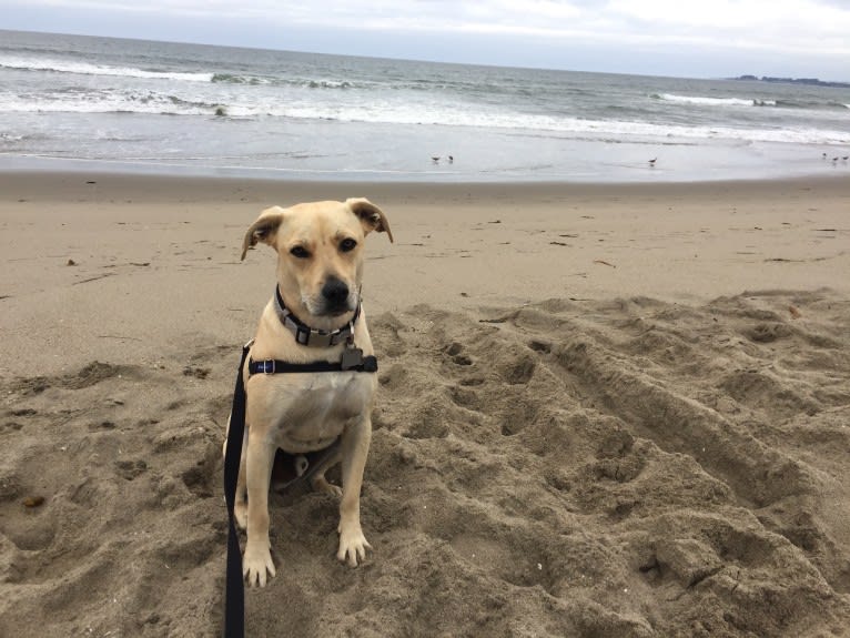 Cooper, an American Staffordshire Terrier and Poodle (Small) mix tested with EmbarkVet.com