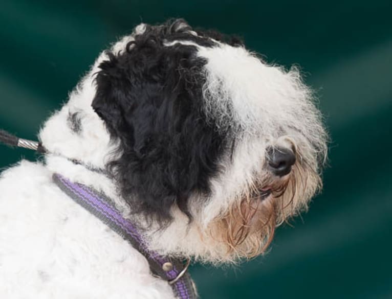 Leevi, a Lagotto Romagnolo and Portuguese Water Dog mix tested with EmbarkVet.com