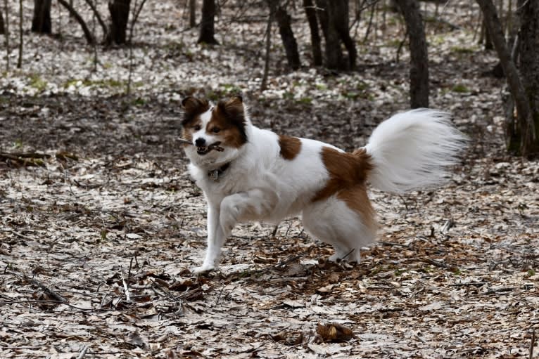 Cooper, an Australian Cattle Dog and Shih Tzu mix tested with EmbarkVet.com