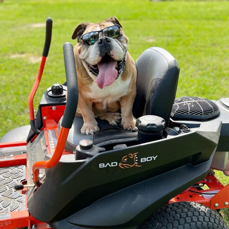 Dubya Gene, a Bulldog tested with EmbarkVet.com