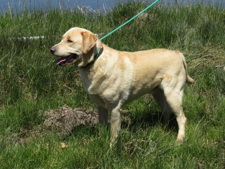 Teddy, a Labrador Retriever tested with EmbarkVet.com