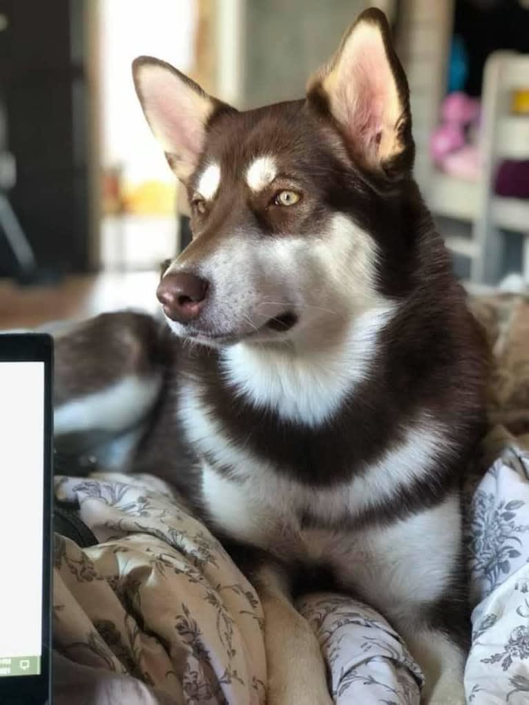 Suki, an Alaskan Malamute tested with EmbarkVet.com