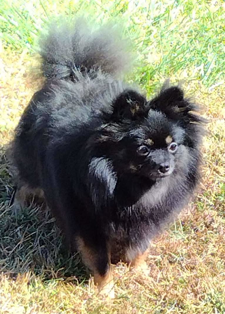 Bunny, a Pomeranian tested with EmbarkVet.com