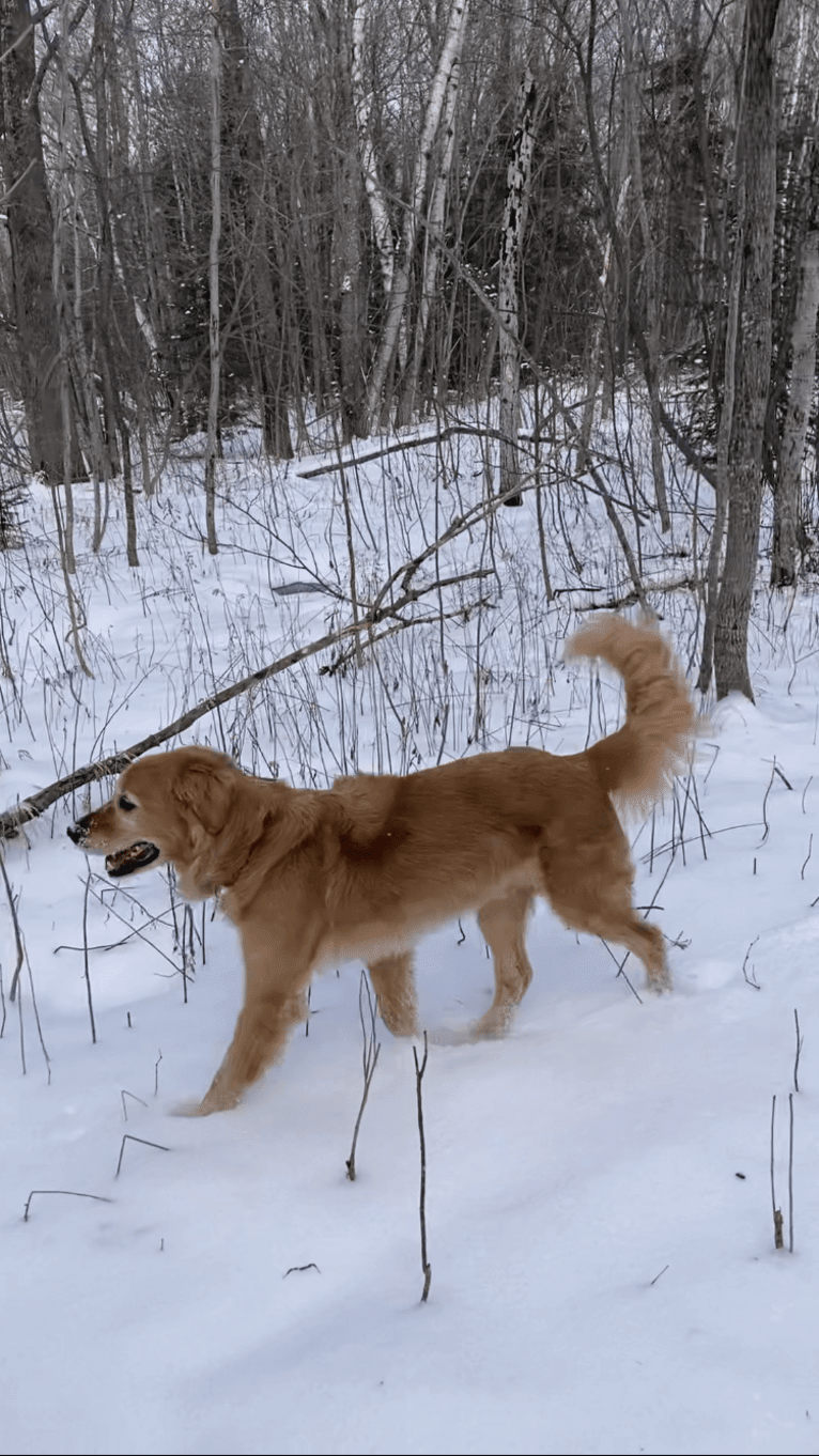 Timber “Gross Manor’s I’ll Be The One You Won’t Forget”, a Golden Retriever tested with EmbarkVet.com