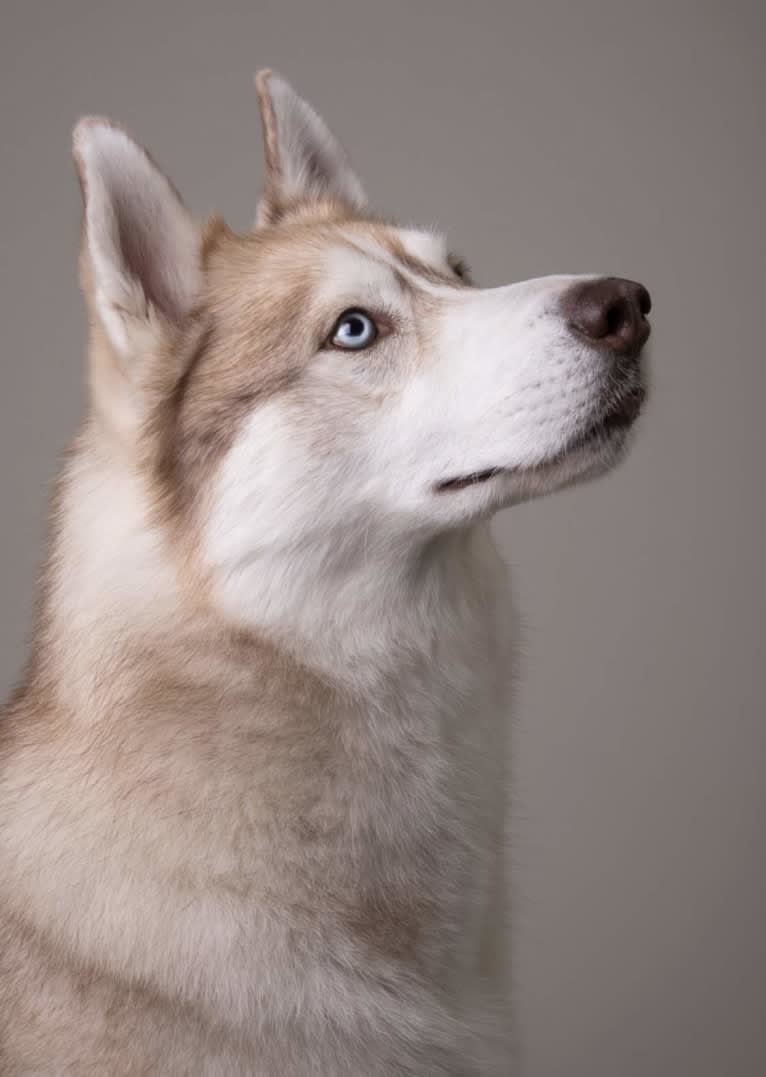 Django, a Siberian Husky tested with EmbarkVet.com
