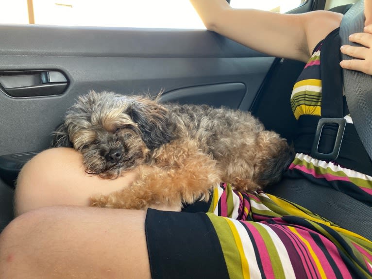 Dakota, a Shihpoo tested with EmbarkVet.com