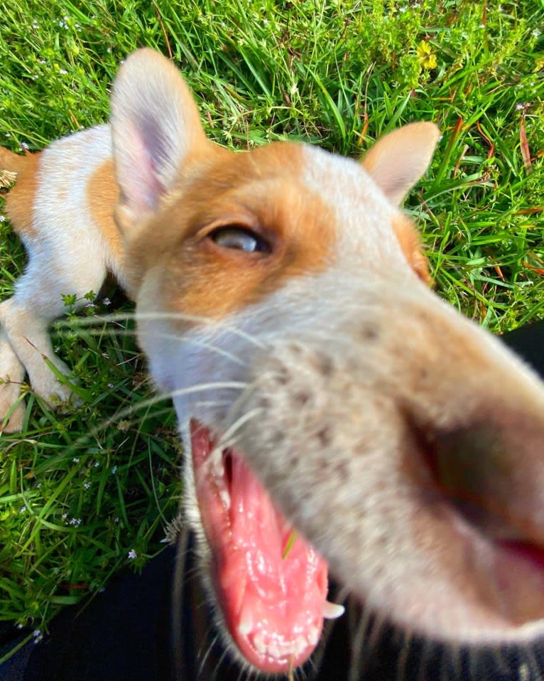 Lou, an Australian Cattle Dog and Australian Shepherd mix tested with EmbarkVet.com