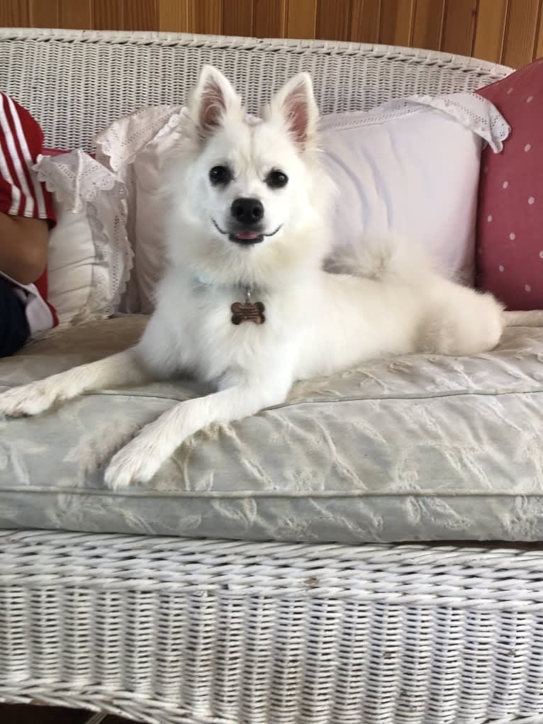 Schlott, an American Eskimo Dog tested with EmbarkVet.com