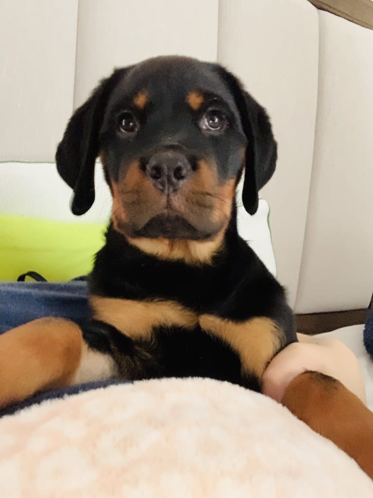 Chompy, a Rottweiler tested with EmbarkVet.com