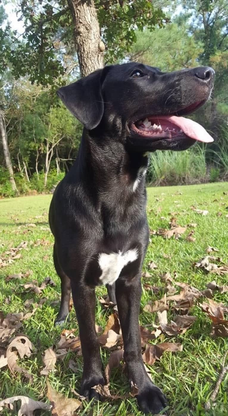 Kaida, a Labrador Retriever and Australian Shepherd mix tested with EmbarkVet.com