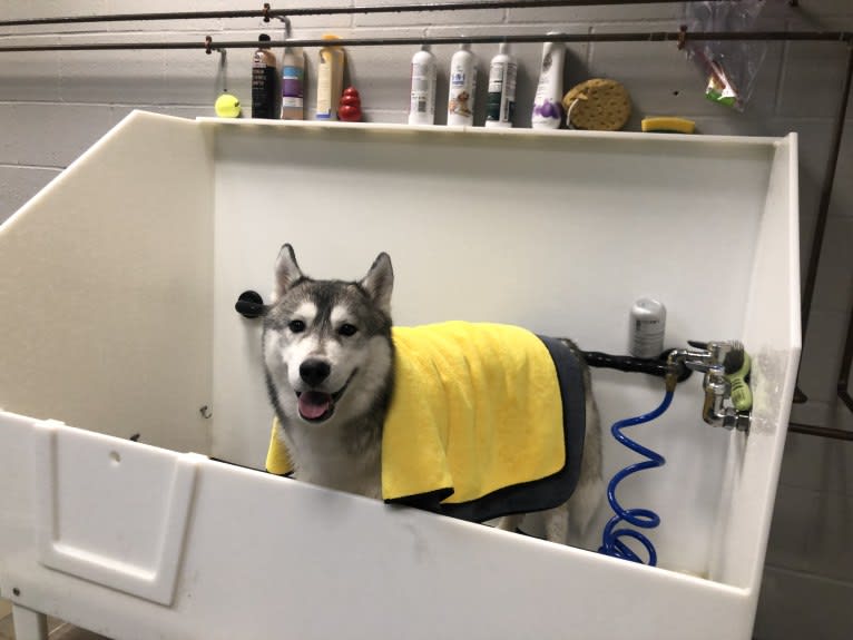 Timber, a Siberian Husky tested with EmbarkVet.com