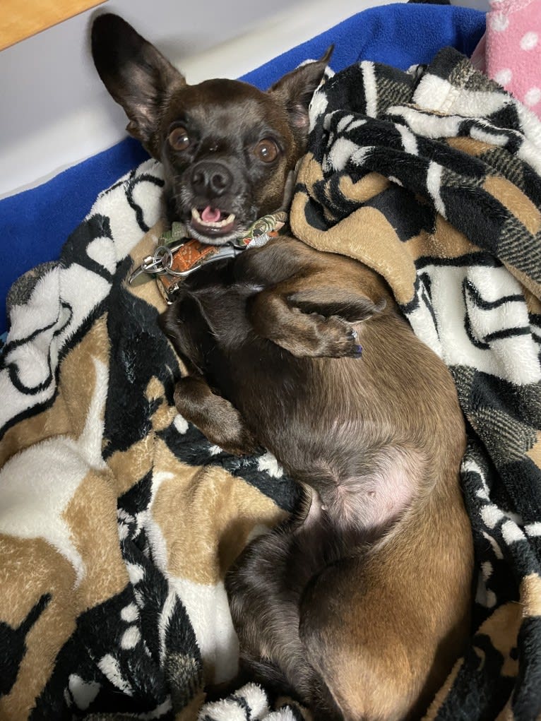 Doobie, a Chihuahua and Dachshund mix tested with EmbarkVet.com