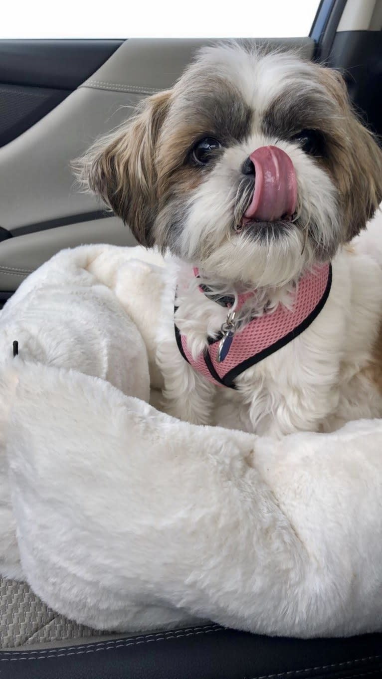 Zoe, a Shih Tzu tested with EmbarkVet.com