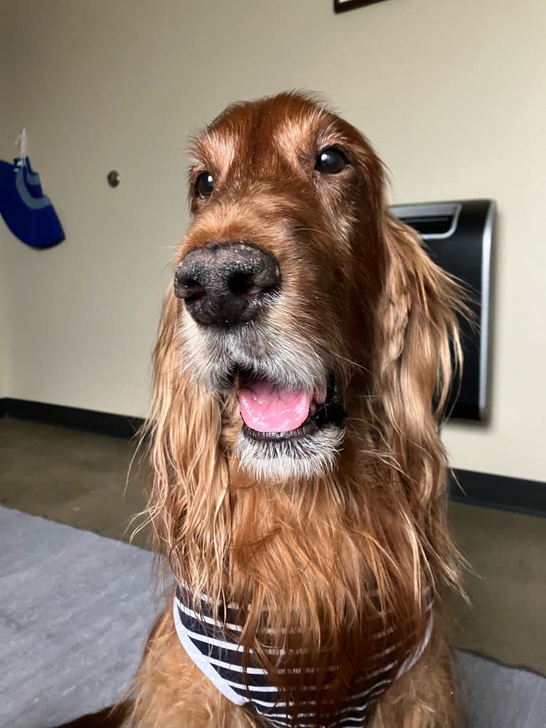 Emmet, an Irish Setter tested with EmbarkVet.com