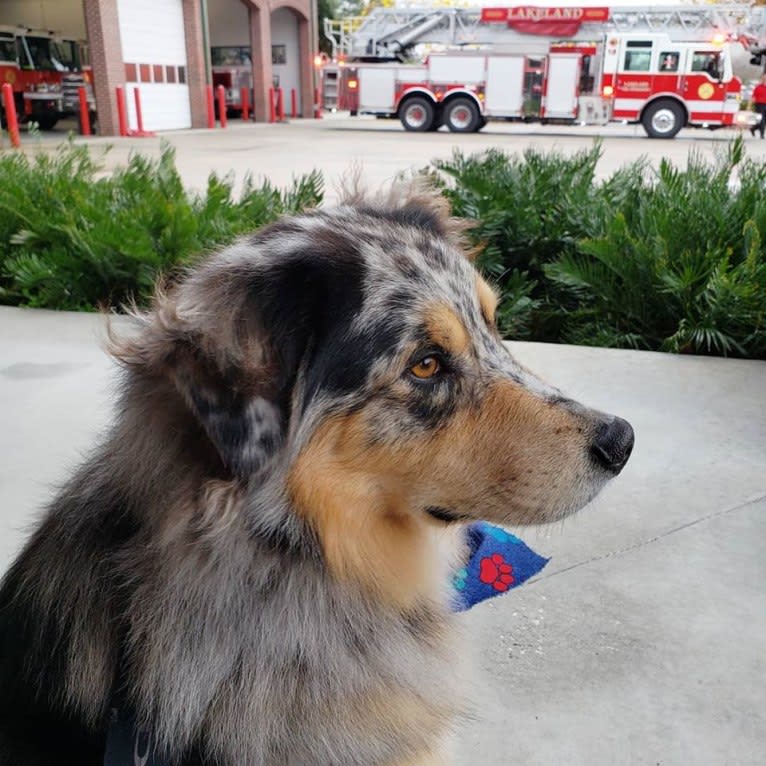 Dodge, an Australian Shepherd tested with EmbarkVet.com