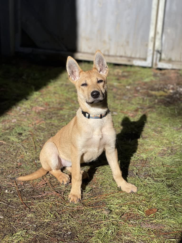 Roo, a Carolina Dog tested with EmbarkVet.com