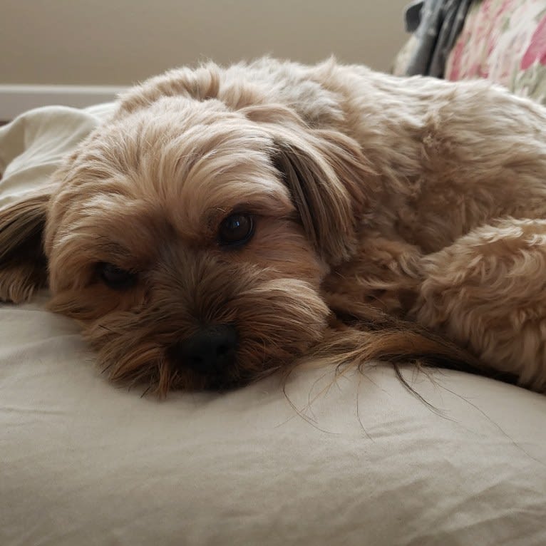 Griffin, a Yorkshire Terrier and Shih Tzu mix tested with EmbarkVet.com