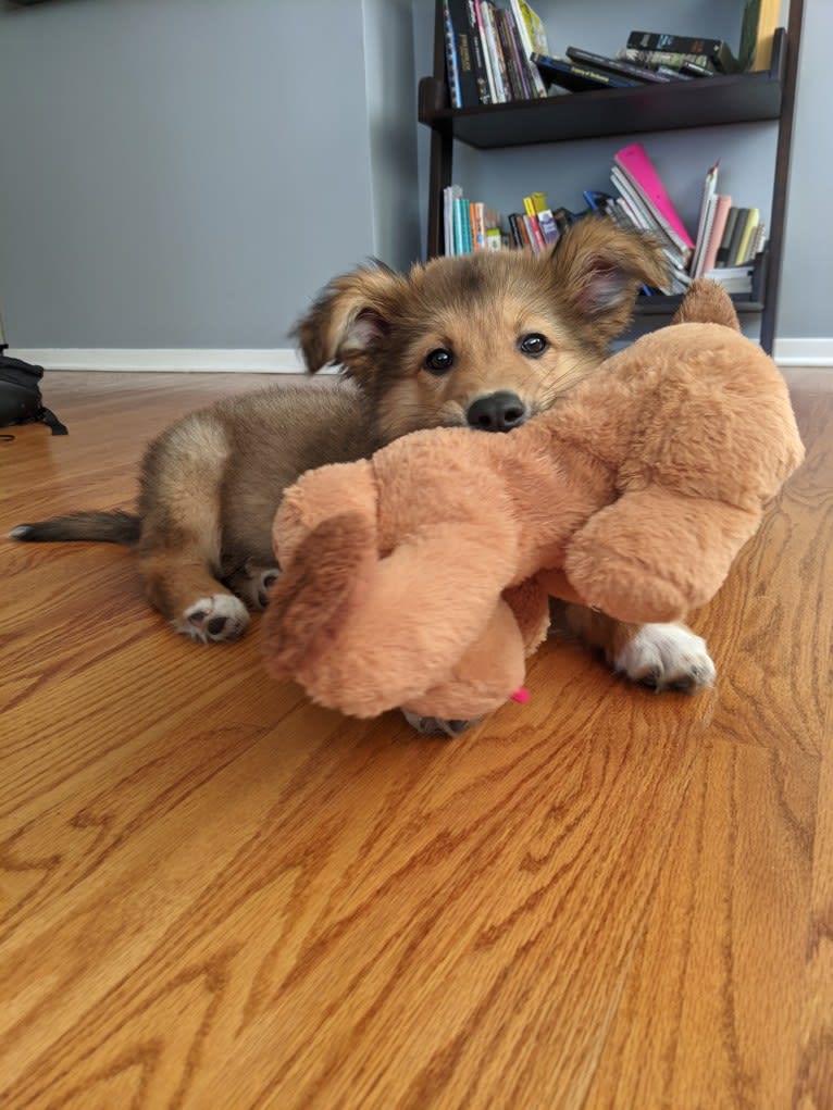 Tamaki, a German Shepherd Dog and American Pit Bull Terrier mix tested with EmbarkVet.com