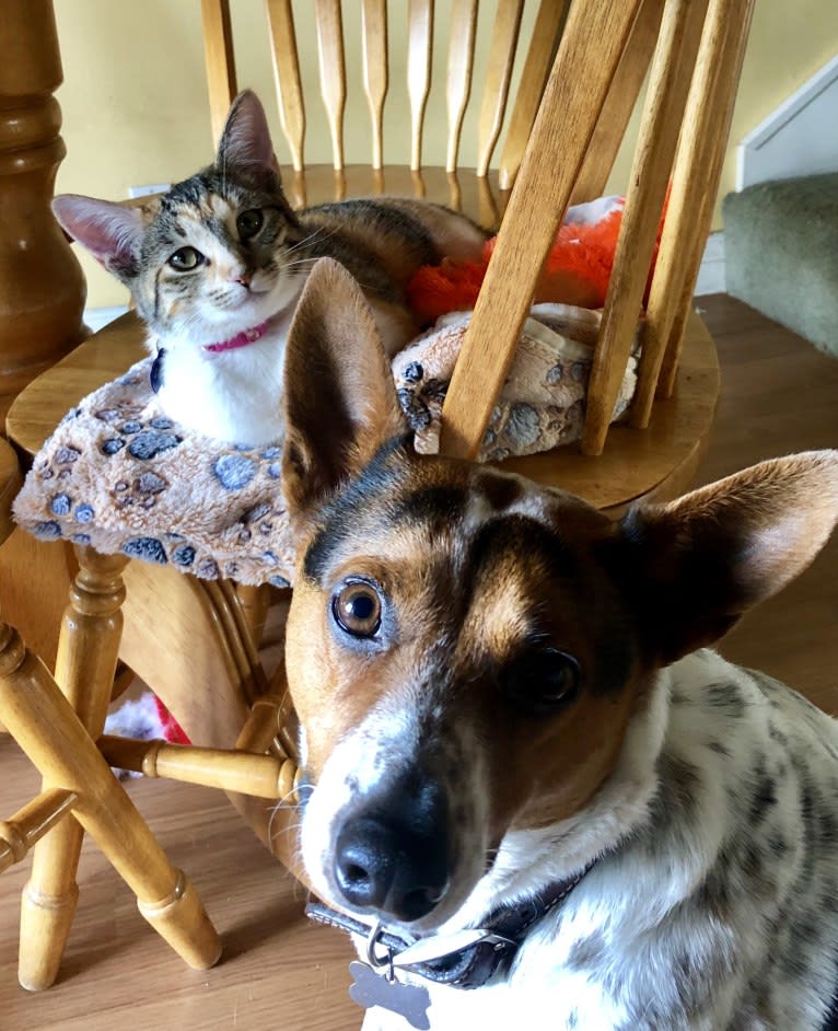 Sadie, an Australian Cattle Dog and Border Collie mix tested with EmbarkVet.com