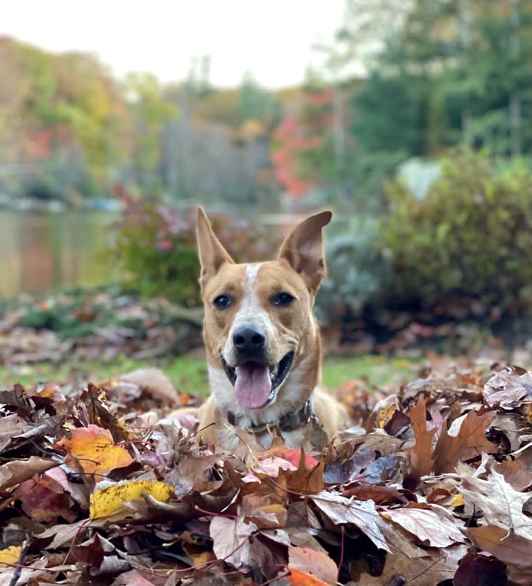 Annie, an Australian Cattle Dog and American Pit Bull Terrier mix tested with EmbarkVet.com