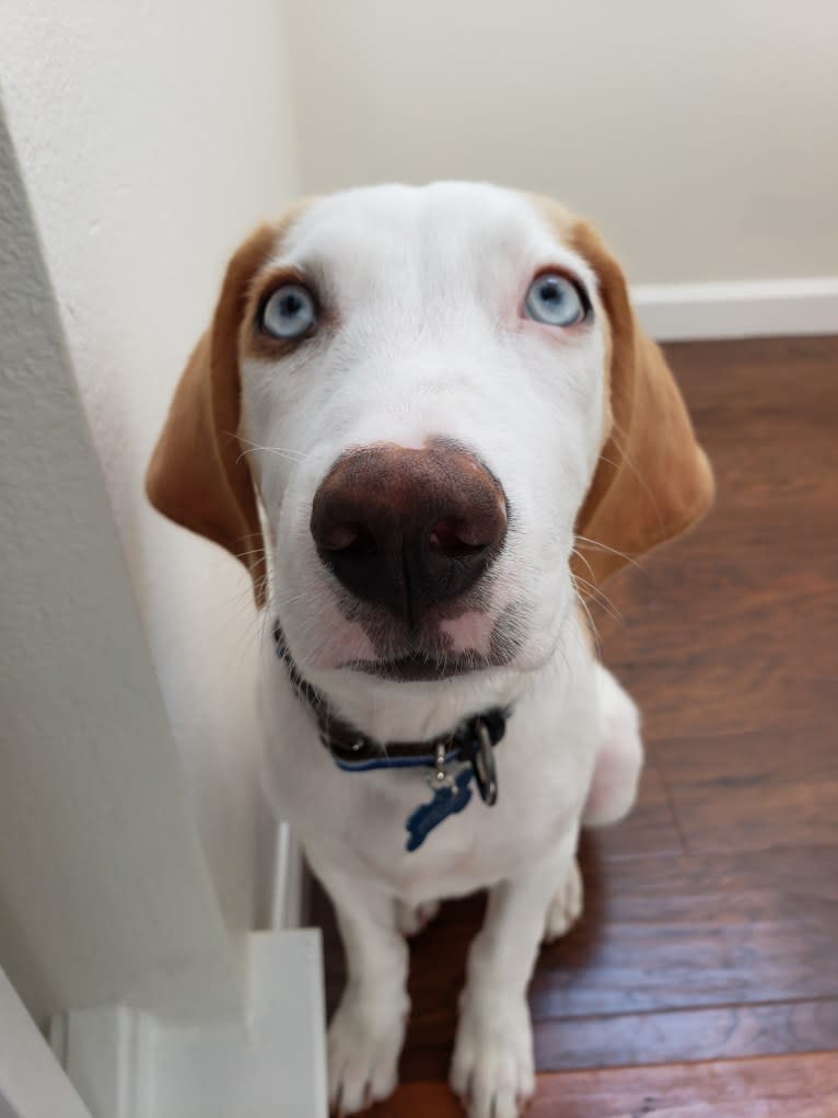 Arlo, an American Foxhound and German Shepherd Dog mix tested with EmbarkVet.com