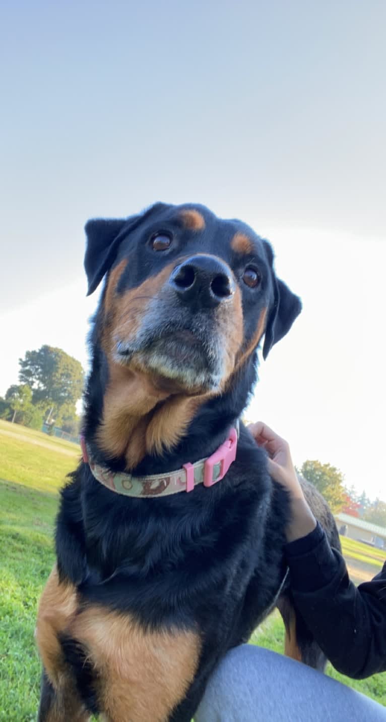 Bailey, a Rottweiler (5.2% unresolved) tested with EmbarkVet.com