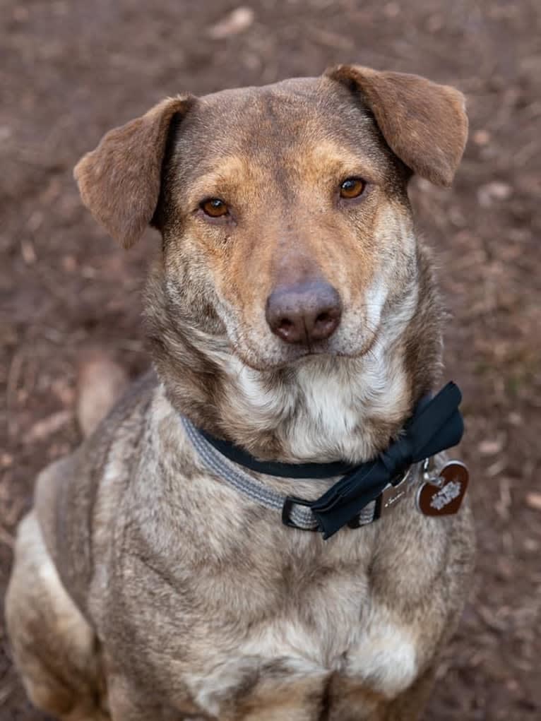 Levi, a German Shepherd Dog and Chow Chow mix tested with EmbarkVet.com