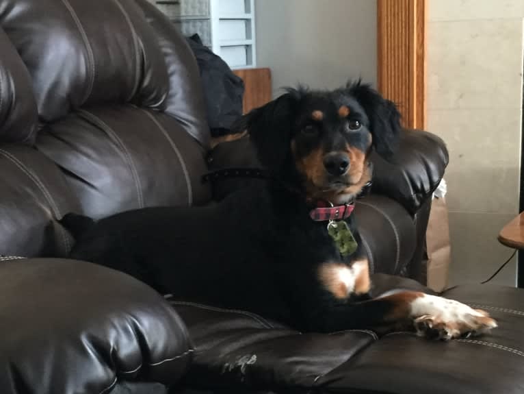 Colt, a Rat Terrier and Bluetick Coonhound mix tested with EmbarkVet.com