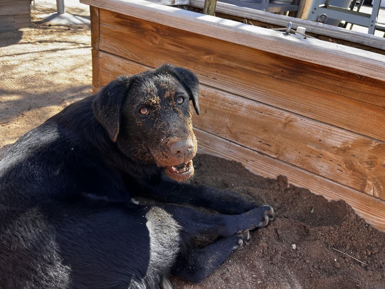 Luc, a Labrador Retriever and Australian Shepherd mix tested with EmbarkVet.com