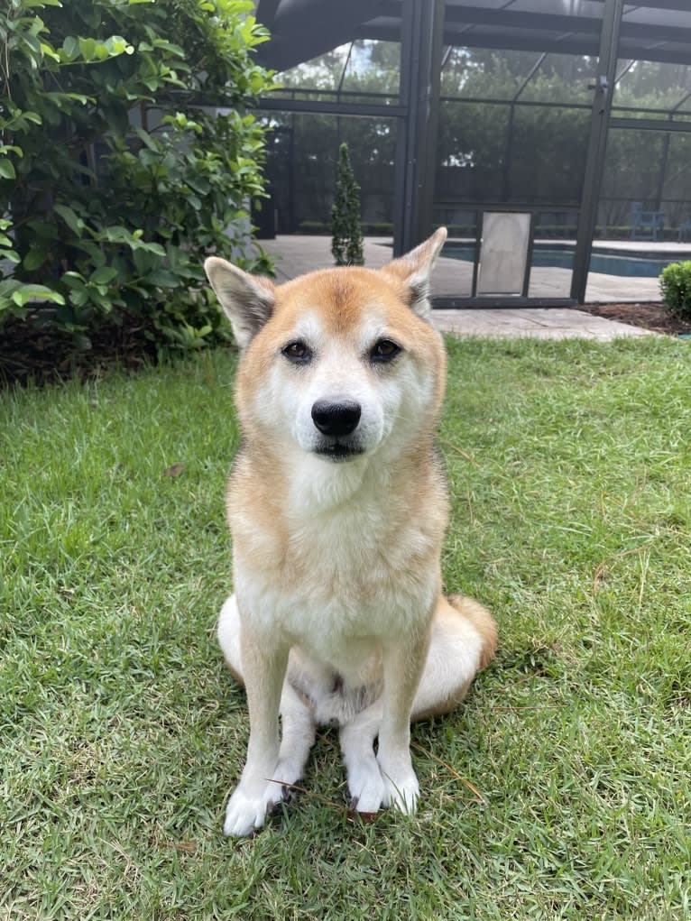 Tyler, a Shiba Inu tested with EmbarkVet.com