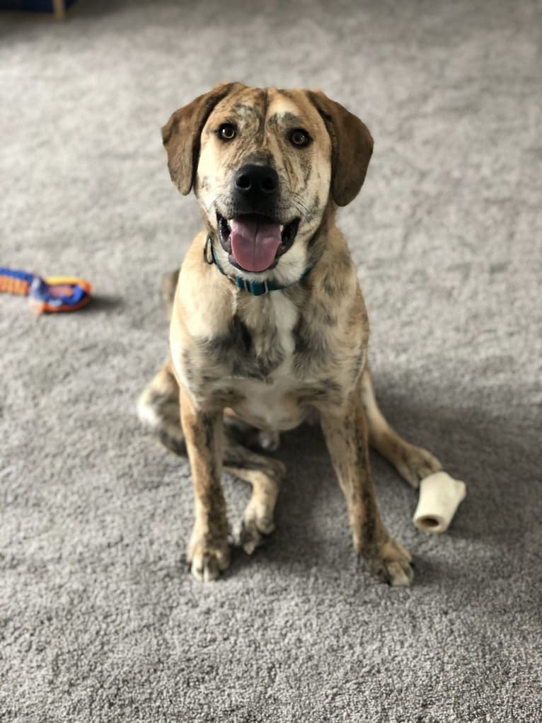 Simba, a Catahoula Leopard Dog and Chow Chow mix tested with EmbarkVet.com