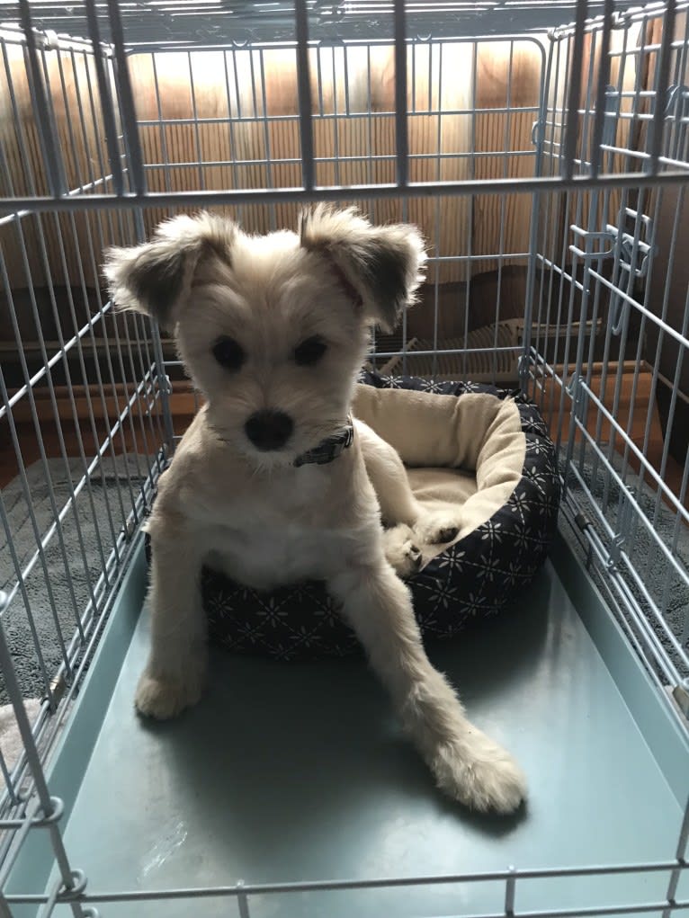 Louis Jay, a Pomeranian and Yorkshire Terrier mix tested with EmbarkVet.com