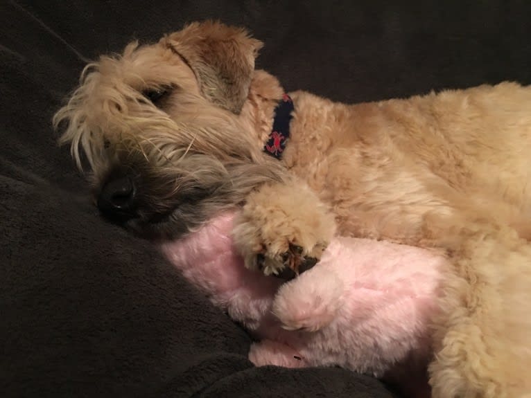 Desmond, a Soft Coated Wheaten Terrier tested with EmbarkVet.com