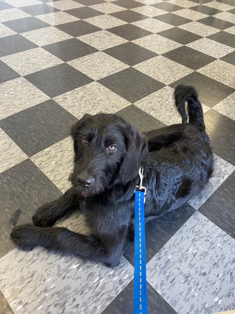 Levi, a Labradoodle tested with EmbarkVet.com