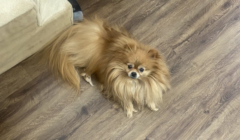 Diva, a Pomeranian tested with EmbarkVet.com