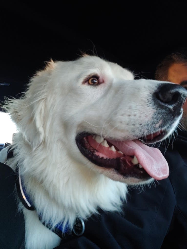 Bear, a Great Pyrenees and Labrador Retriever mix tested with EmbarkVet.com