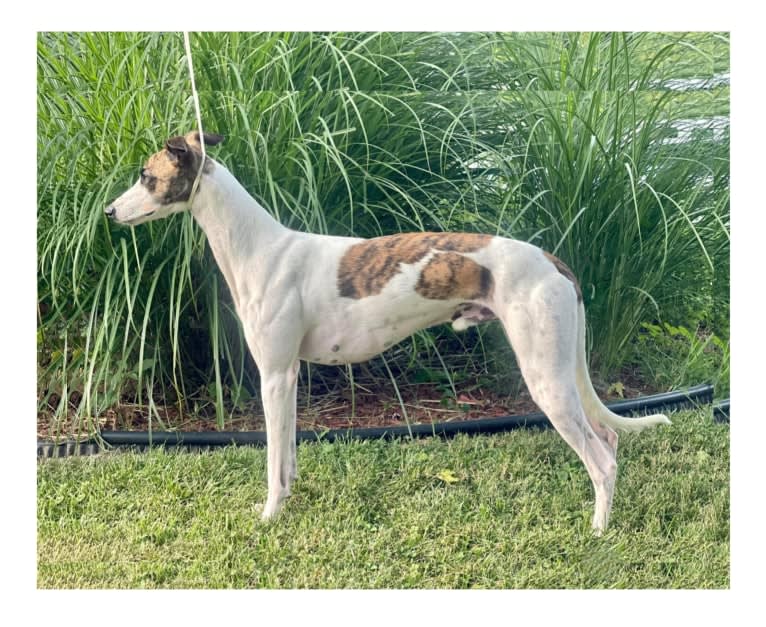 Kraken, a Whippet tested with EmbarkVet.com